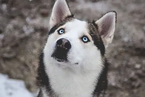 Oks, młody, przepiękny HUSKY, wesoły i uśmiechnięt