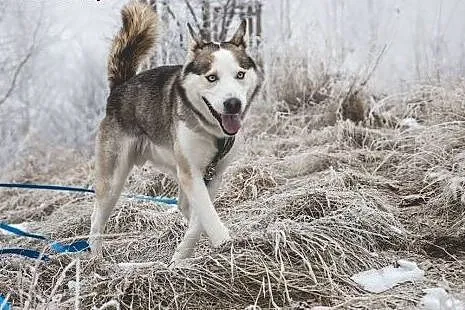 Oks, młody, przepiękny HUSKY, wesoły i uśmiechnięt