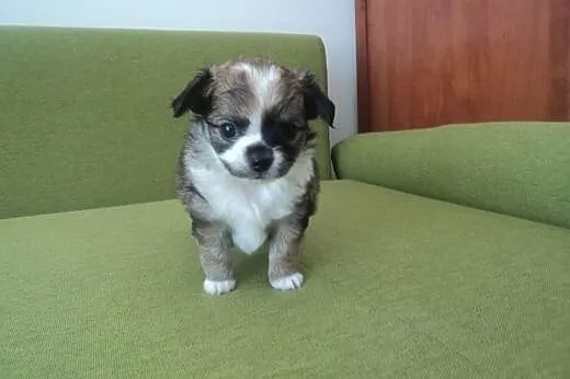 Sprzedam Chihuahua,  świętokrzyskie Kielce