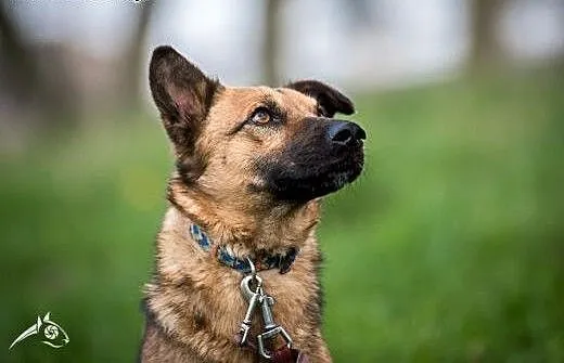AMBER - sunia taka odlotowa, do adopcji jest gotow