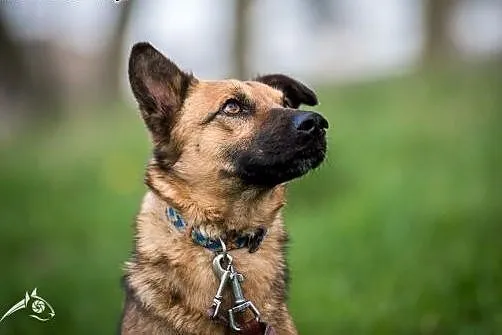 AMBER - sunia taka odlotowa, do adopcji jest gotow