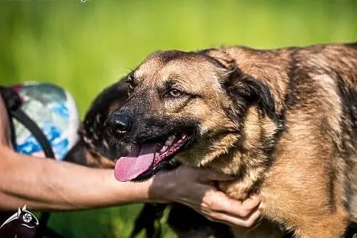 AMBER - sunia taka odlotowa, do adopcji jest gotow