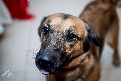 AMBER - sunia taka odlotowa, do adopcji jest gotow