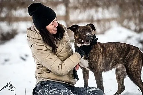 Sawana w typie amstaffa szuka domu!,  lubelskie Lu