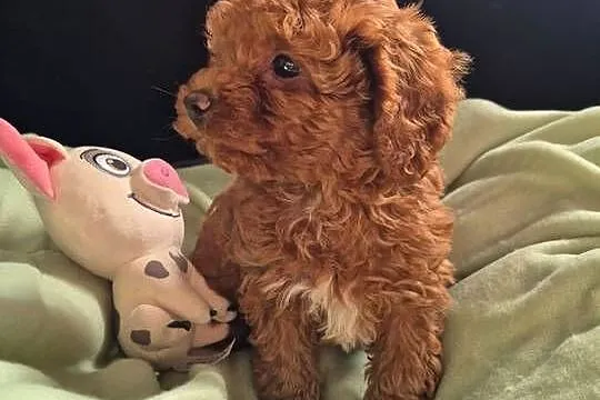 pudel toy