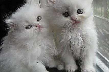 Piękne perskie kocięta, Pępowo