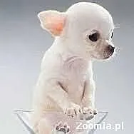Chihuahua suczka biała krótkowłosa-mini -w dorosło