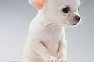 Chihuahua suczka biała krótkowłosa-mini -w dorosło