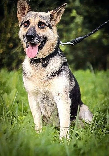 Grey - ta sunia jest wszędzie! A u Ciebie nie..., warmińsko-mazurskie Olsztyn, Warmińsko-mazurskie, Olsztyn