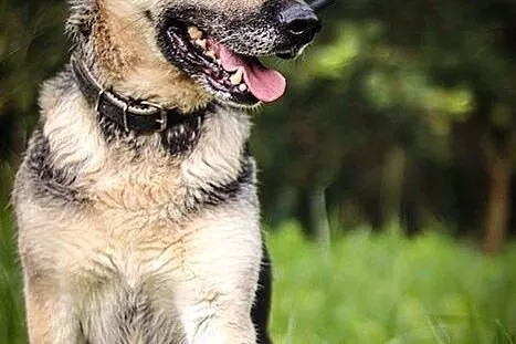 Grey - ta sunia jest wszędzie! A u Ciebie nie...,  warmińsko-mazurskie Olsztyn, Warmińsko-mazurskie, Olsztyn