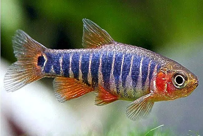 Danio erythromicron - Celestichthys - WYSYŁKA NA CAŁY KRAJ, Pomorskie, Gdańsk
