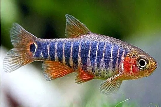 Danio erythromicron - Celestichthys - WYSYŁKA NA CAŁY KRAJ, Pomorskie, Gdańsk