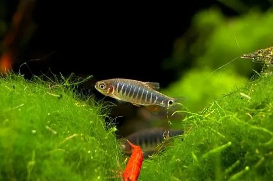 Danio erythromicron - Celestichthys - WYSYŁKA NA CAŁY KRAJ, Pomorskie, Gdańsk