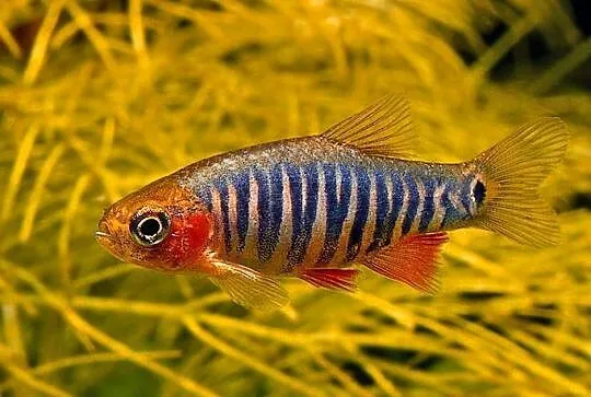 Danio erythromicron - Celestichthys - WYSYŁKA NA CAŁY KRAJ, Pomorskie, Gdańsk