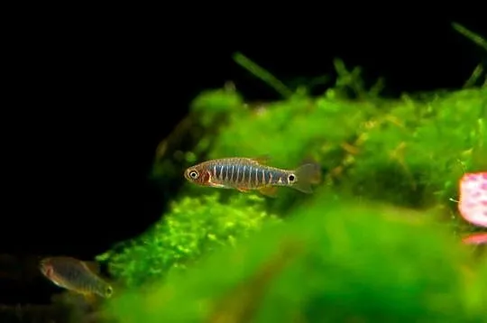 Danio erythromicron - Celestichthys - WYSYŁKA NA CAŁY KRAJ, Pomorskie, Gdańsk