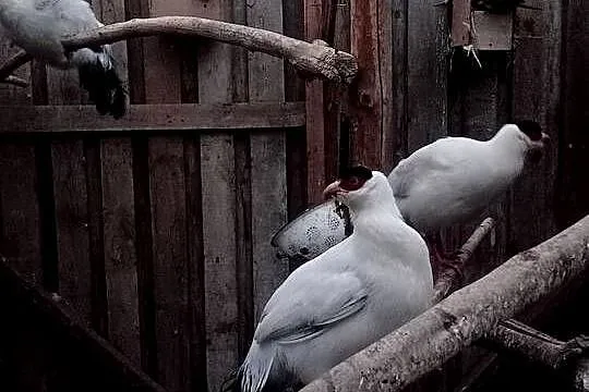 Uszaki białe dorosłe, Pomorskie, Dziemiany