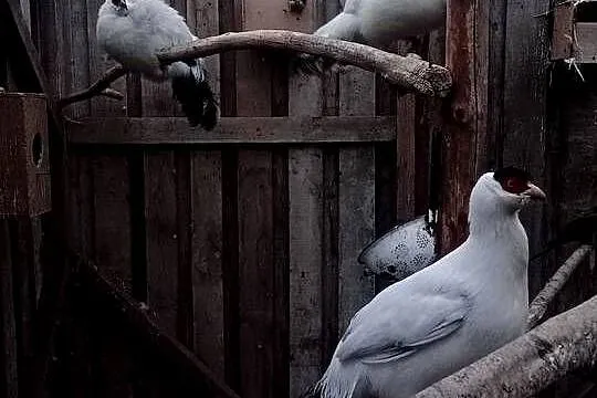 Uszaki białe dorosłe, Pomorskie, Dziemiany