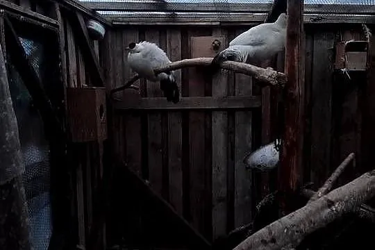 Uszaki białe dorosłe, Pomorskie, Dziemiany