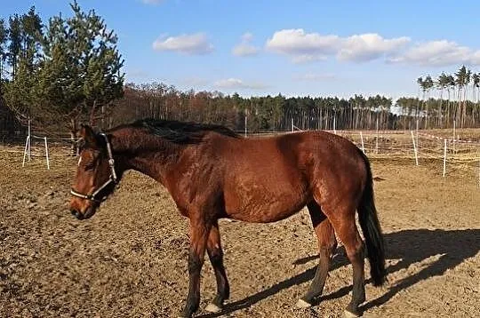 Sprzedam klacz do hodowli