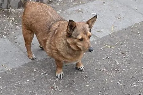 Basiulka błaga o dobry dom i troskliwe ramiona !, 