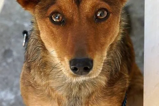 Mika młoda psina DO ADOPCJI ,  Kundelki cała Polska
