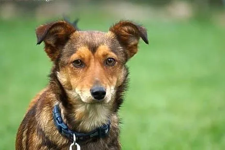 Mika młoda psina DO ADOPCJI ,  Kundelki cała Polsk