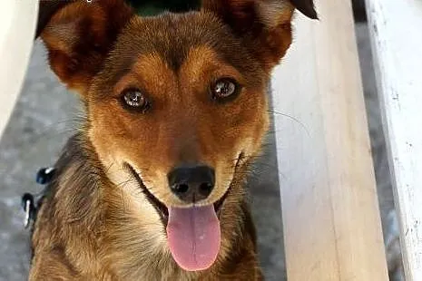 Mika młoda psina DO ADOPCJI ,  Kundelki cała Polsk