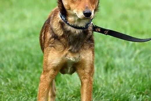Mika młoda psina DO ADOPCJI ,  Kundelki cała Polsk