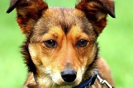 Mika młoda psina DO ADOPCJI ,  Kundelki cała Polsk