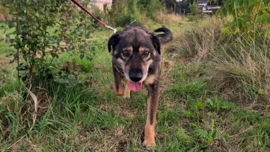 Borys - kochana psia przylepa szuka domu!  Borys to spory, 4 letni psiak. Trafił z terenu gminy Sero, , Warszawa
