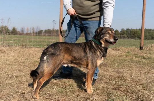 Borys - kochana psia przylepa szuka domu!  Borys to spory, 4 letni psiak. Trafił z terenu gminy Sero, , Warszawa