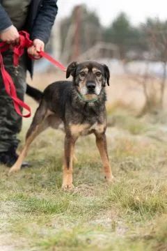Borys - kochana psia przylepa szuka domu!  Borys to spory, 4 letni psiak. Trafił z terenu gminy Sero, , Warszawa