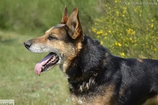 Tabu nie traci nadziei na nowy dom., , Dąbrówka