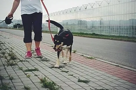 Mirka młoda, piękna, fajna sunia.,  podkarpackie B