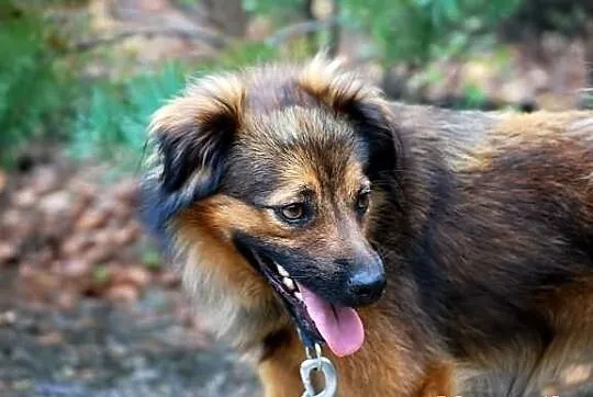 Charlie, młody, łagodny psiak szuka domu