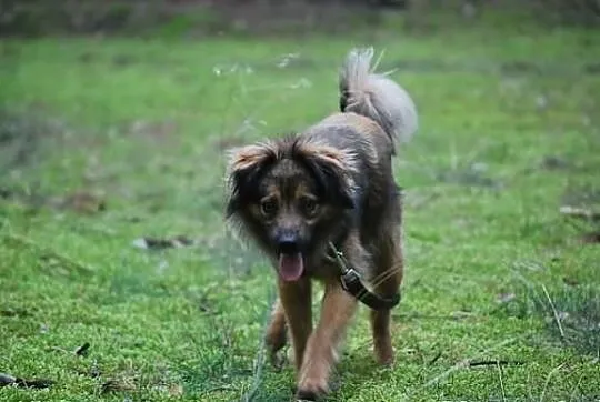 Charlie, młody, łagodny psiak szuka domu