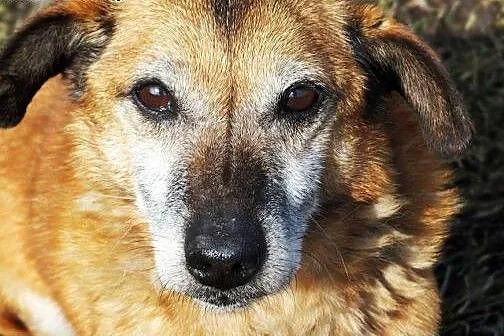 Staruszek Dexter. Podaruj mu ciepły i kochający do
