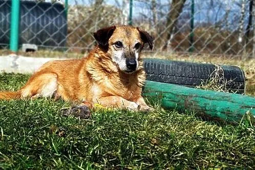 Staruszek Dexter. Podaruj mu ciepły i kochający do