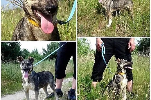 GONZO - dusza towarzystwa , 6 miesięczny wesoły ps