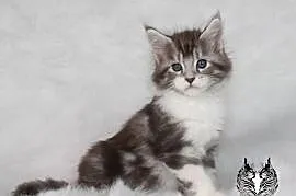 Kocurki Maine Coon od behawiorysty