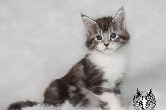 Kocurki Maine Coon od behawiorysty