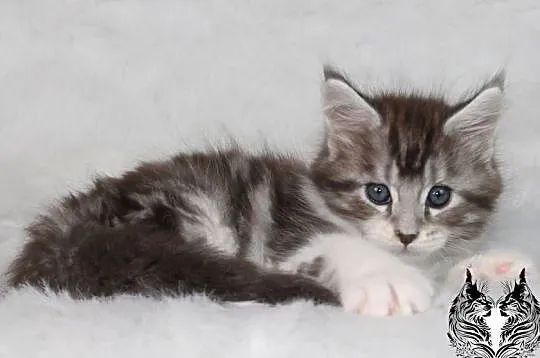 Kocurki Maine Coon od behawiorysty, Dolnośląskie, Nowa Ruda