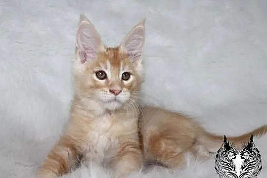 Kocurki Maine Coon od behawiorysty, Dolnośląskie, Nowa Ruda