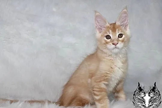 Kocurki Maine Coon od behawiorysty, Dolnośląskie, Nowa Ruda