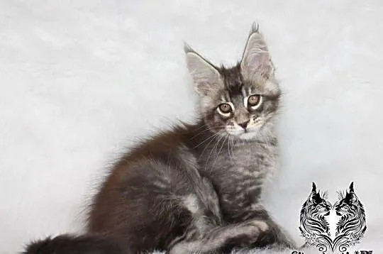 Kocurki Maine Coon od behawiorysty, Dolnośląskie, Nowa Ruda