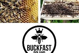 Pszczoły, rodziny pszczele, odkłady pszczele, Stargard