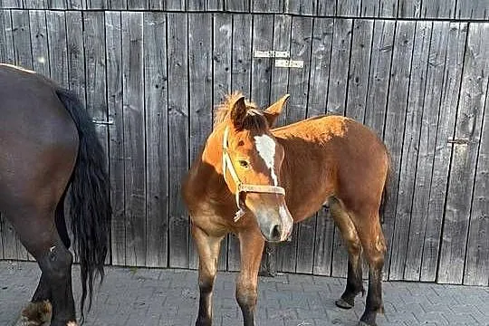 Sprzedam źrebaka, Wielkopolskie, Krotoszyn