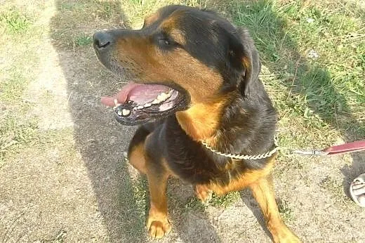 JORDAN w typie rottweilera czeka na dom,  Rottweiler cała Polska