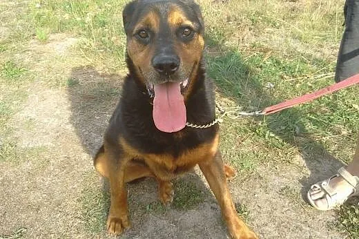 JORDAN w typie rottweilera czeka na dom,  Rottweil
