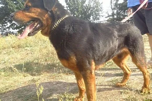 JORDAN w typie rottweilera czeka na dom,  Rottweil